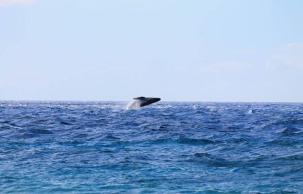 New Kitchen/Bath Remodel! – Ocean Front – Central Air – Featured on Today Show